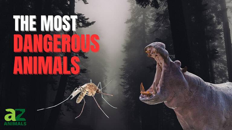 The 7 Most Aggressive Sharks in the Ocean - A-Z Animals
