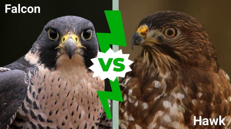 Falcon vs Hawk infographic