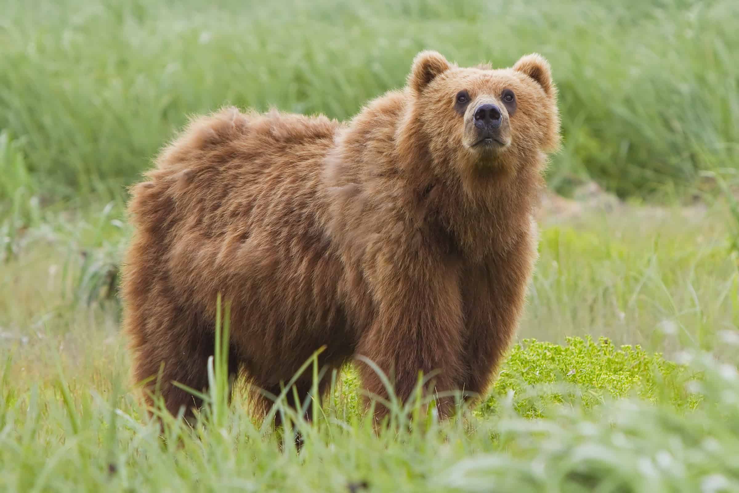 largest kodiak