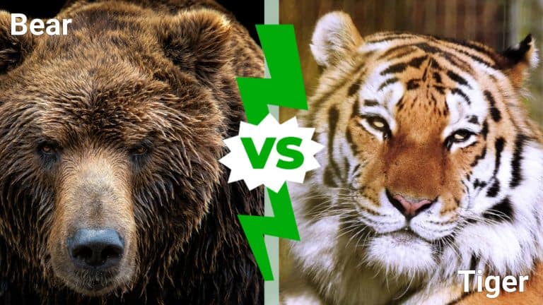 bear vs. tiger infographic