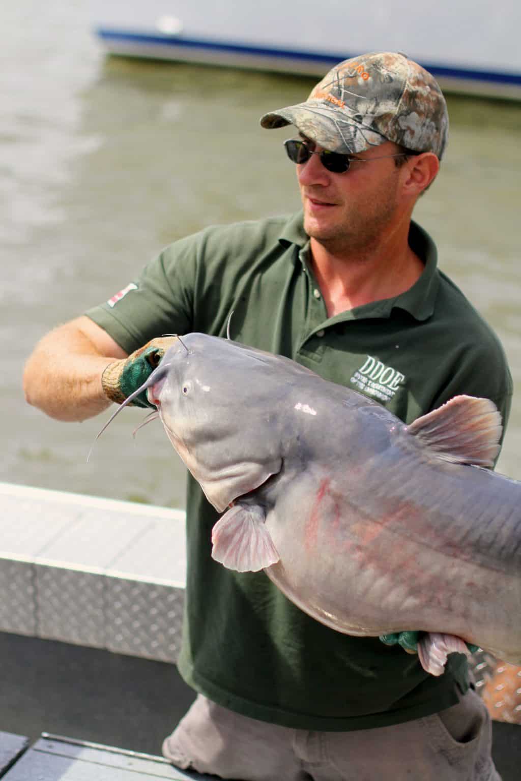 Fisherman Hooks Massive 84-Pound Catfish in Alabama - A-Z Animals