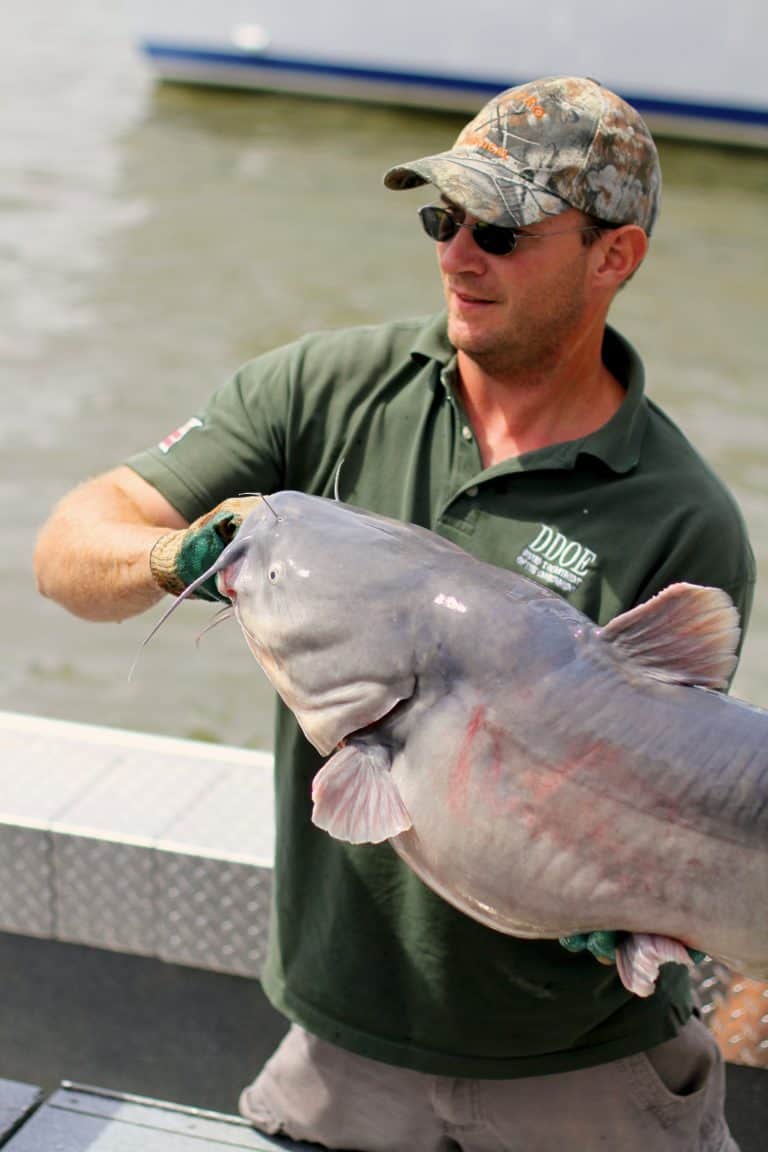 blue catfish