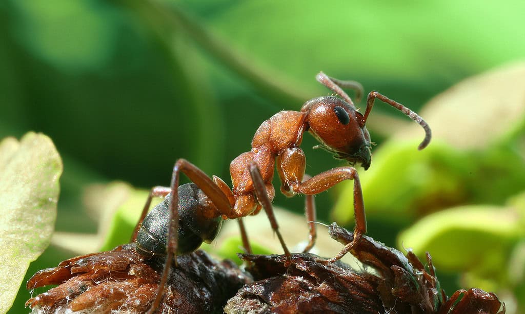 acid spitting red wood ant
