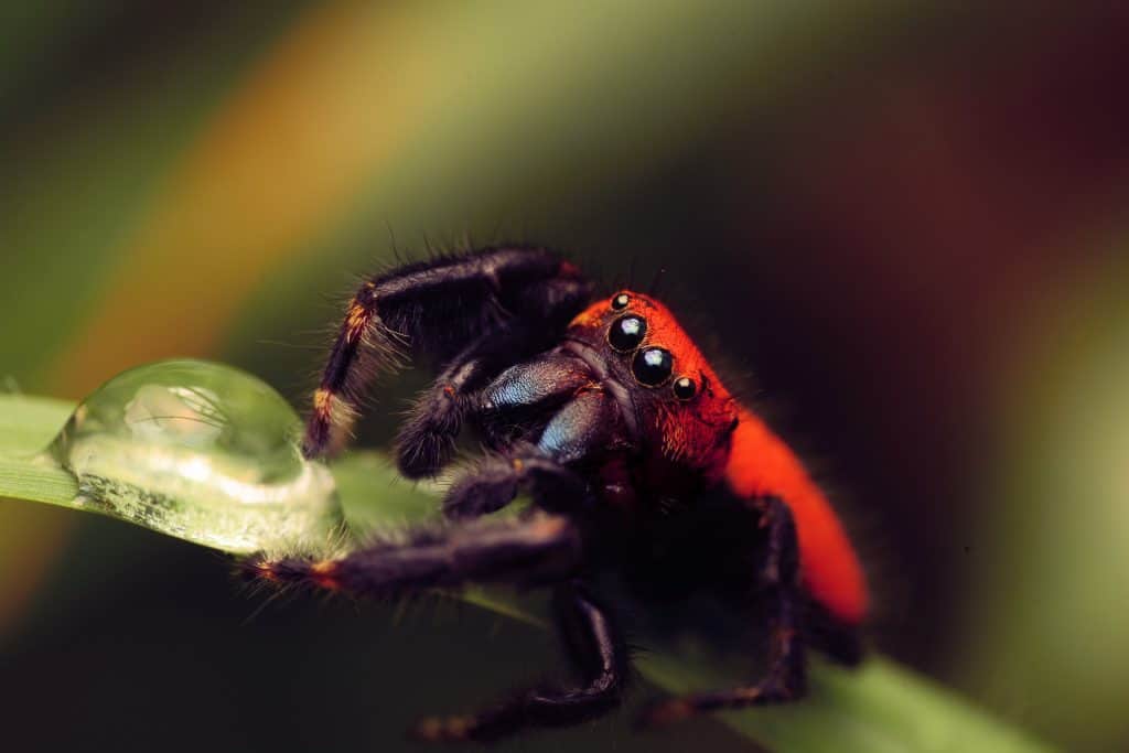 Cardinal jumper