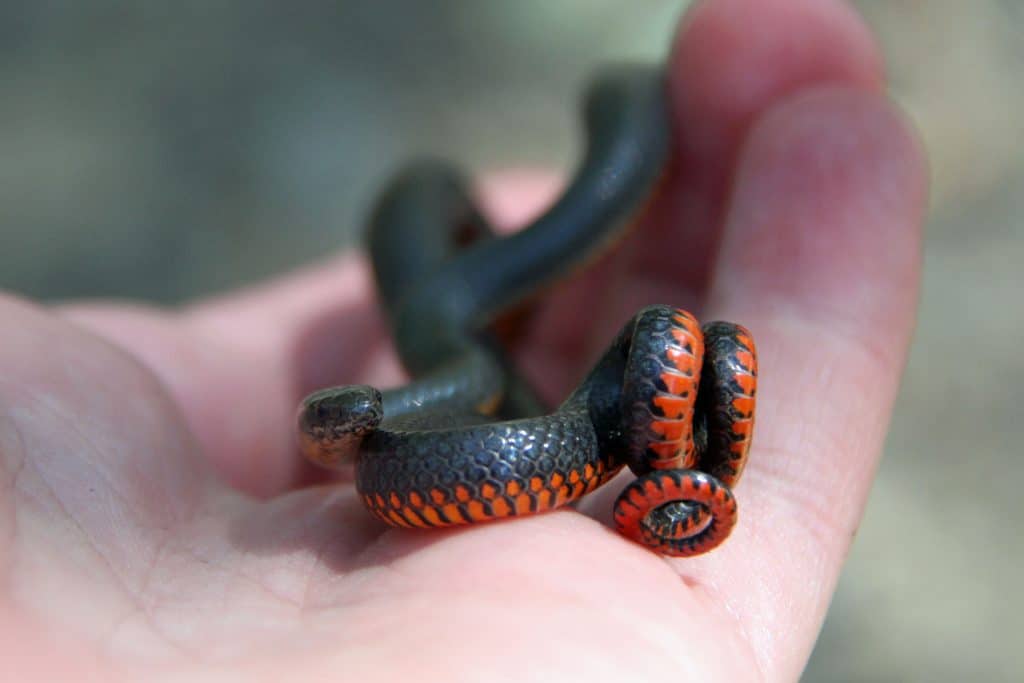 ring-necked snake