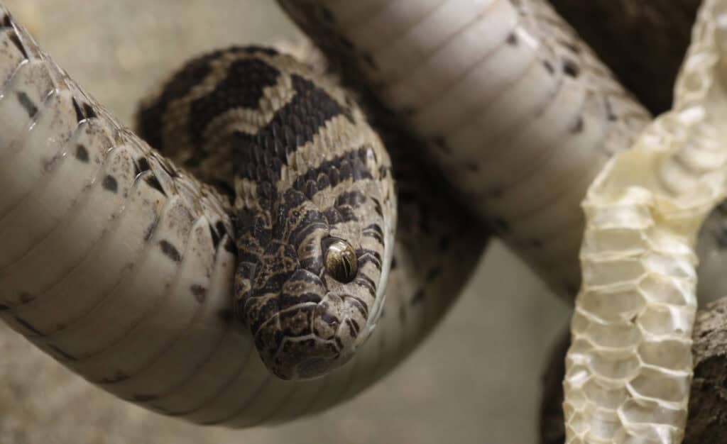 Common Egg Eater, Egg-Eating Snake or Rhombic Egg Eater Dasypeltis scabra