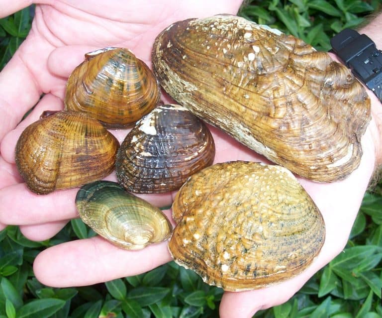 A Wildlife Guide to Mammoth Cave National Park - A-Z Animals