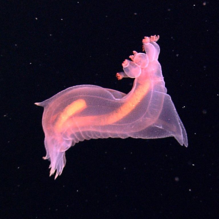 Pink See-Through Fantasia, Enypniastes