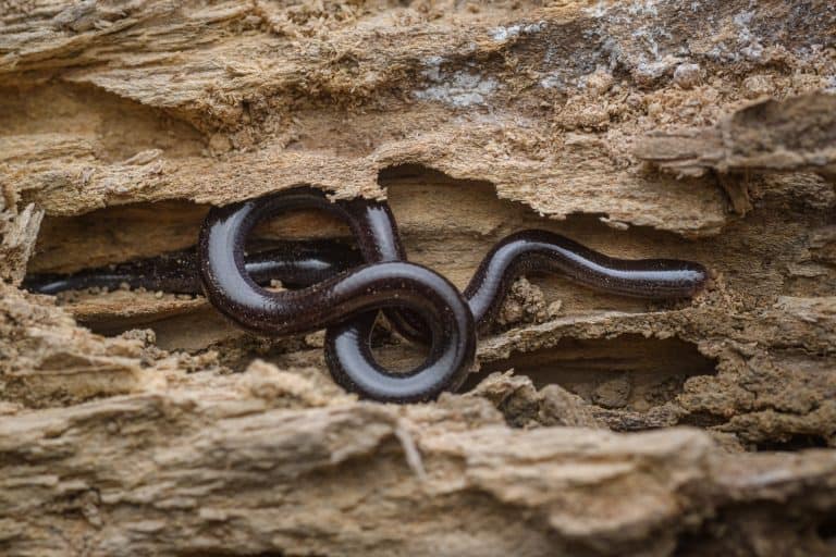 Brahminy's blind snake - Kaeng Krachan District, Phetchaburi