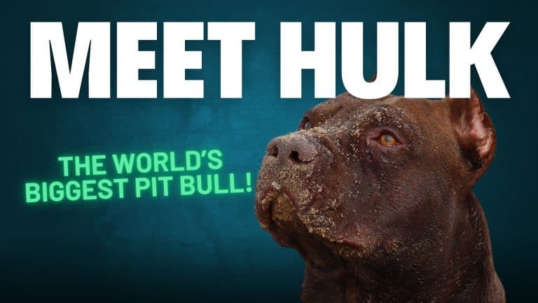 Meet hulk