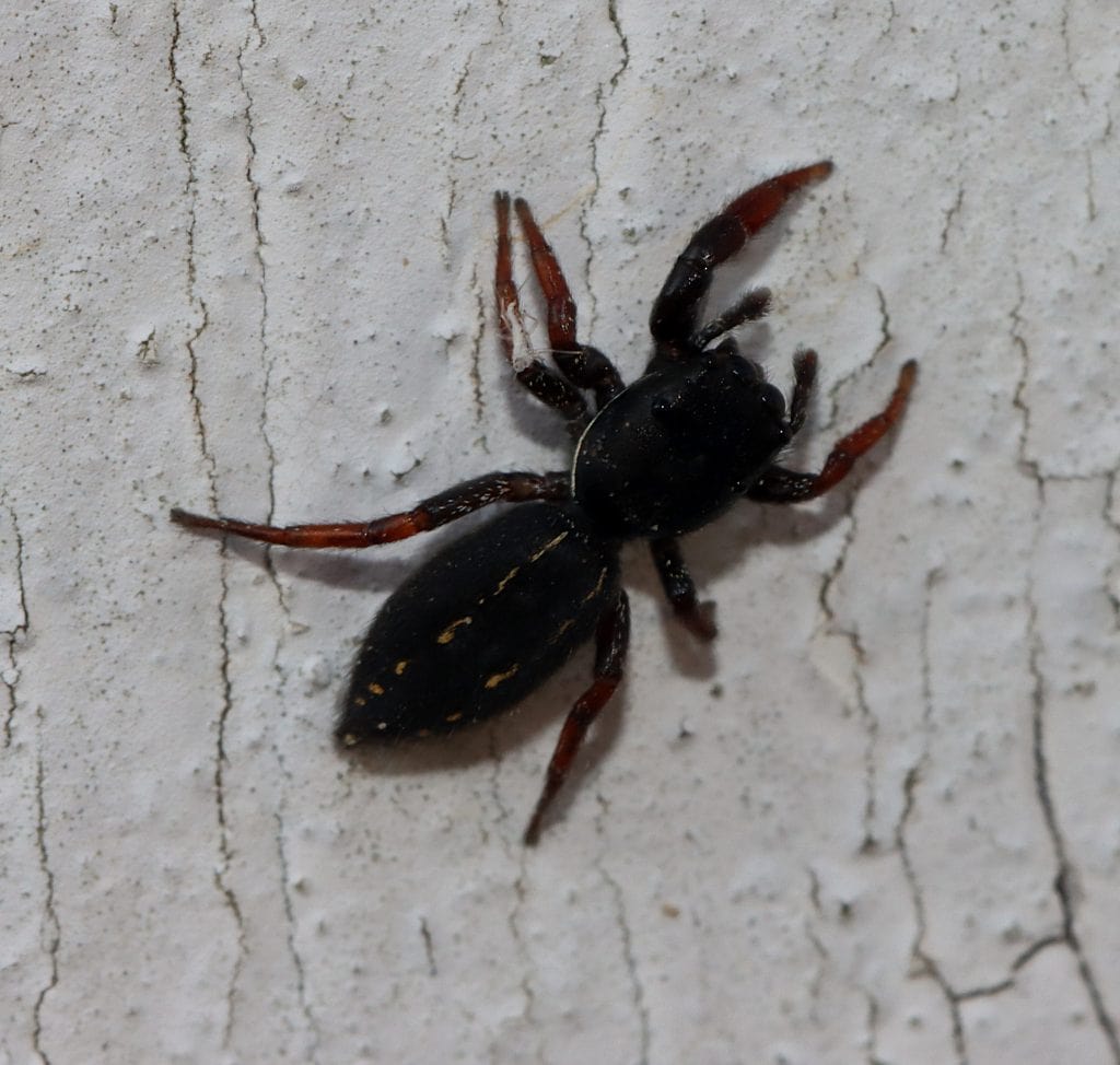 Ribbon jumping spider