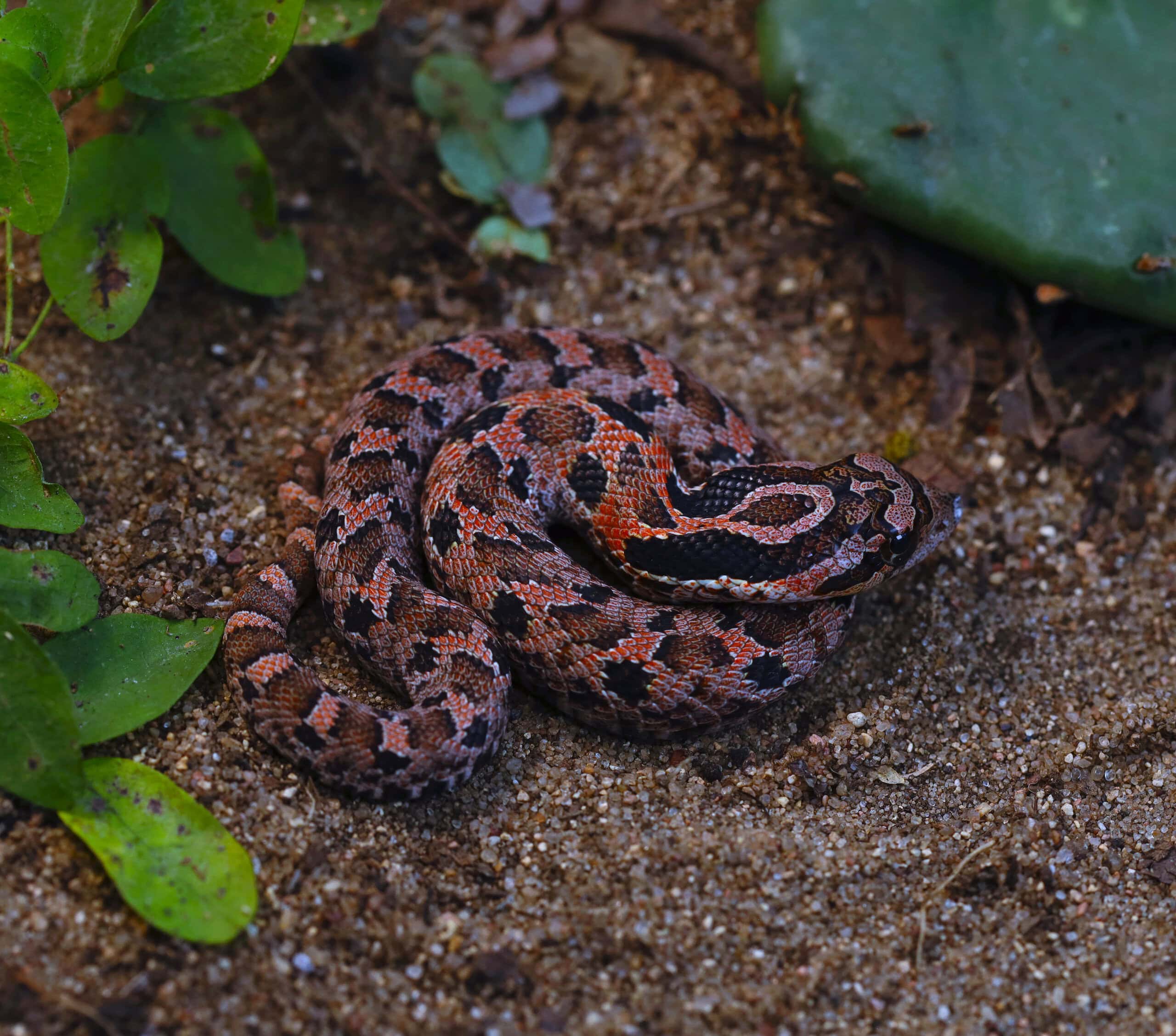 Eastern hognose (red and black morph)