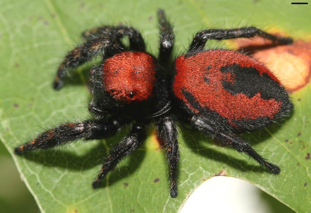 Apache jumping spider