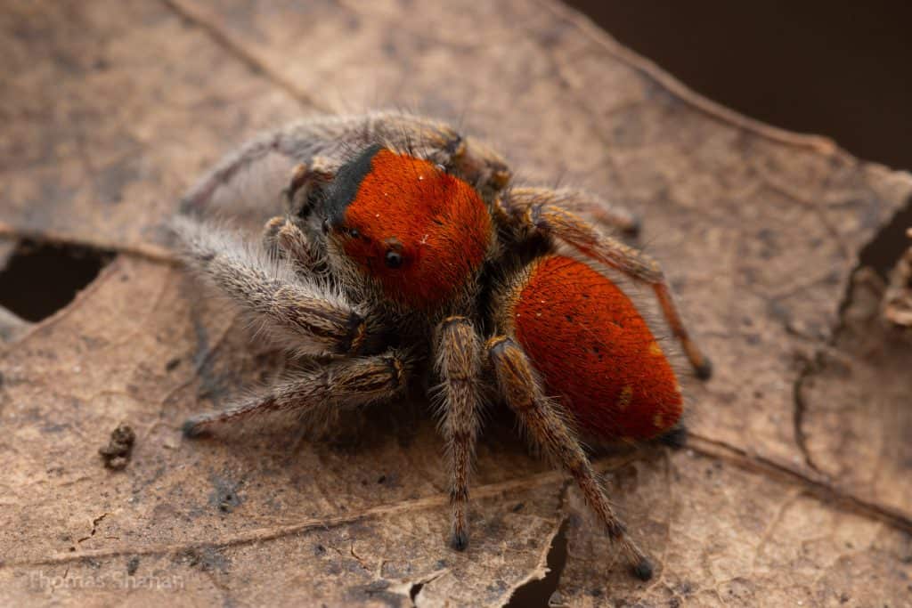 Phidippus whitmani jumping spider