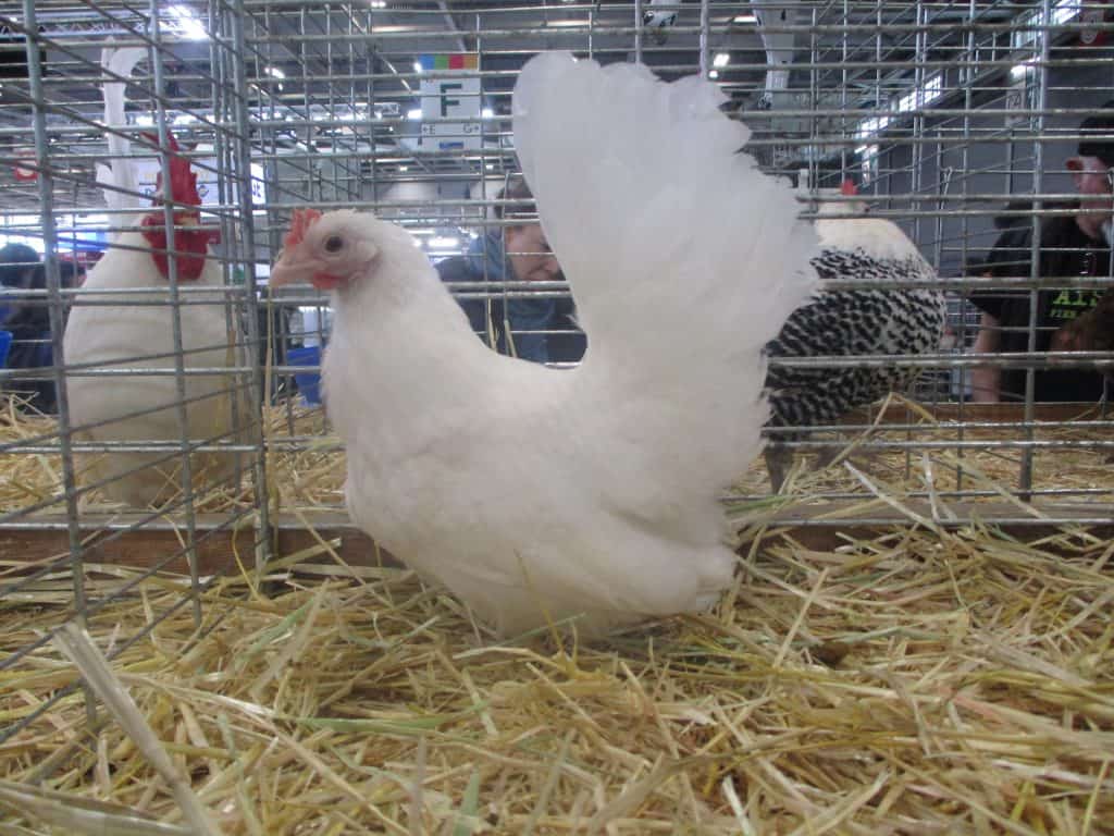Japanese bantam