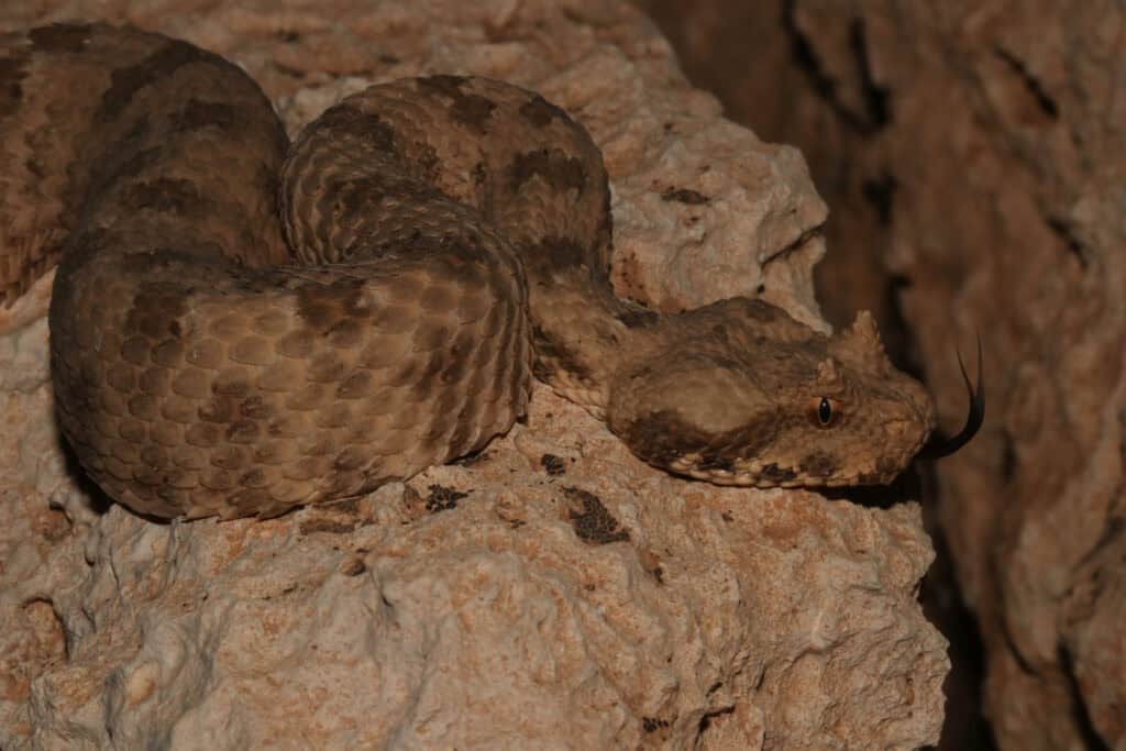 Field's horned viper Pseudocerastes fieldi
