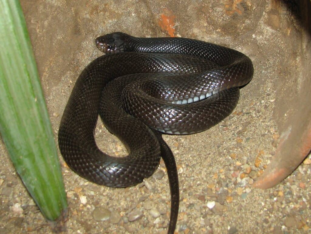 Sinai Desert Cobra / Black Desert Cobra Walterinnesia aegyptia