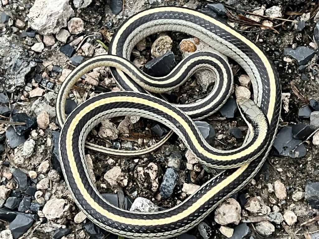 Texas patch-nosed snake