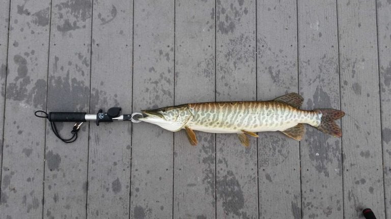 Tiger muskellunge