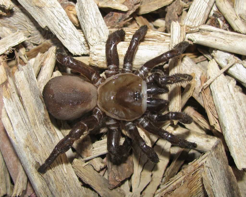 Bothriocyrtum californicum (California Trapdoor Spider)