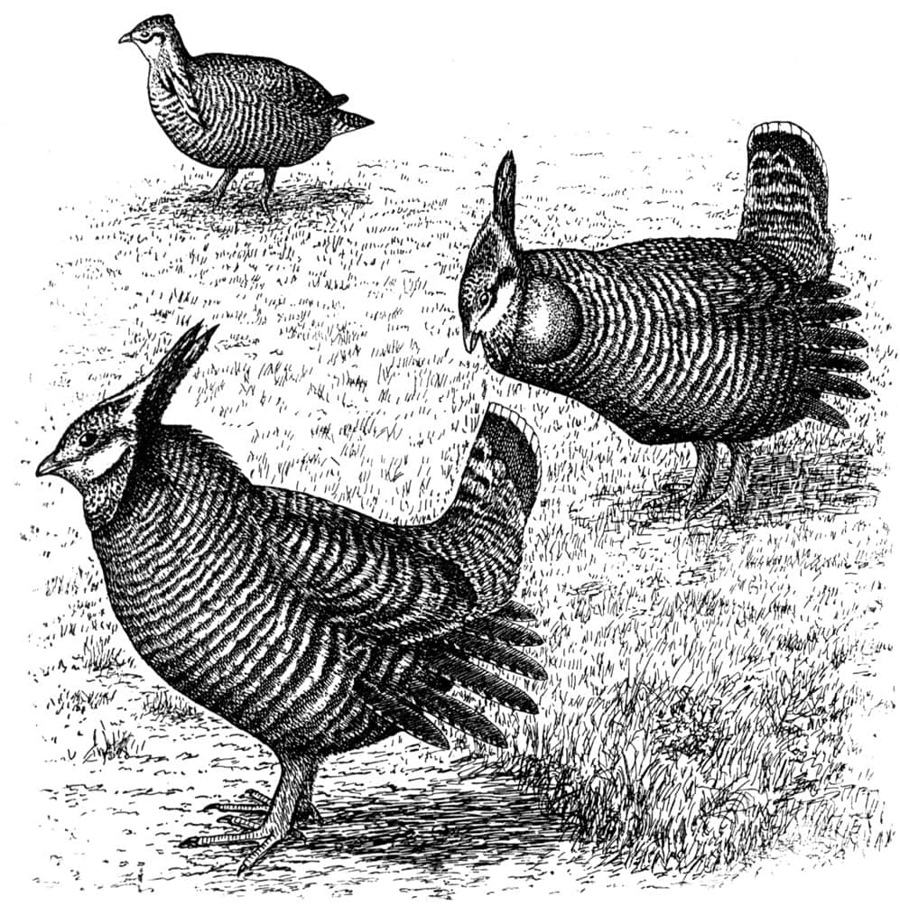 Extinct heath hens