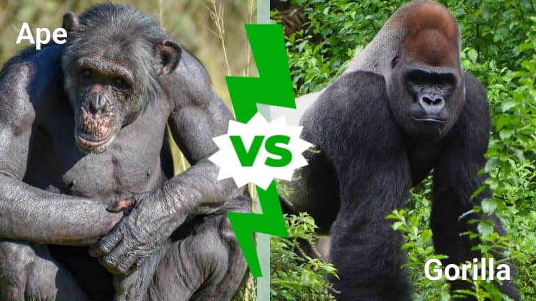 Ape vs Gorilla infographic