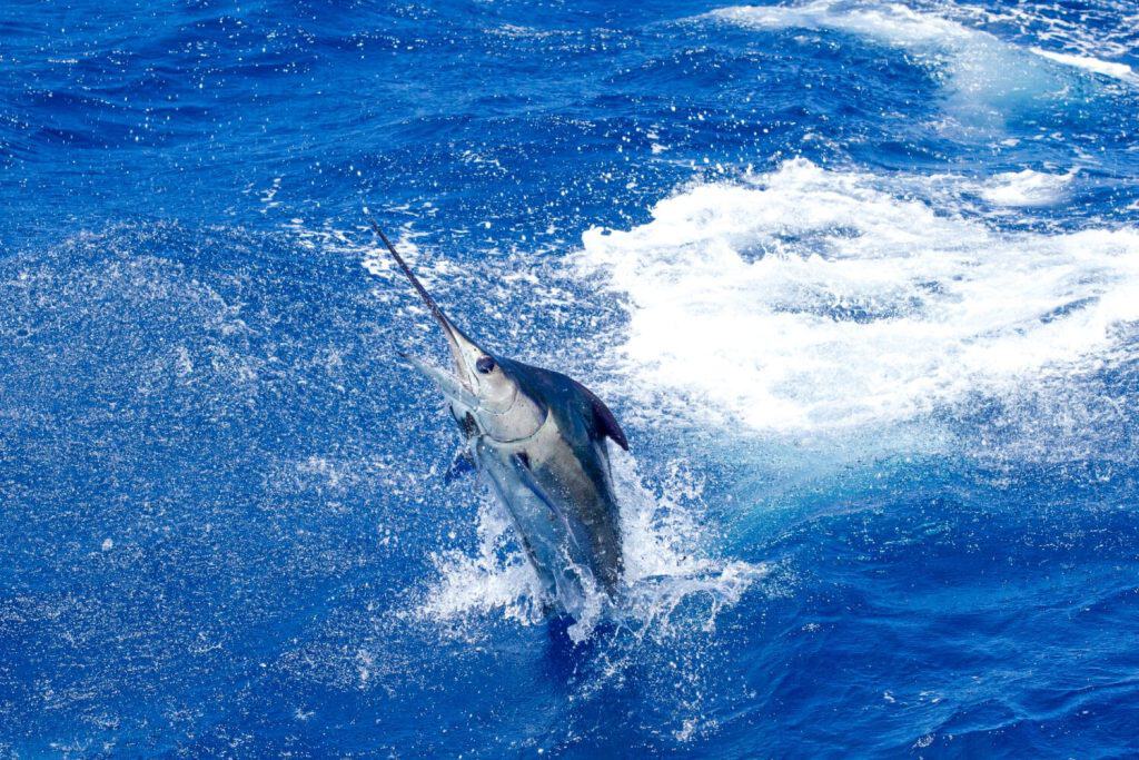 blue marlin