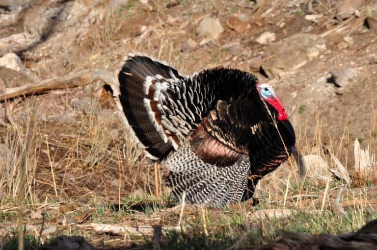 Merriam Wild Turkey Displaying