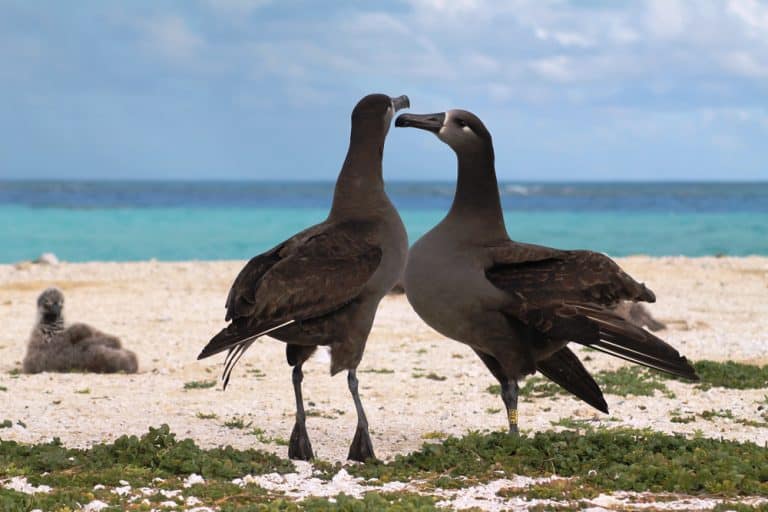 A pair of Black footed albatross performing an intimate mating dance on a beach in Hawaii with a fluffy chick watching in the background.