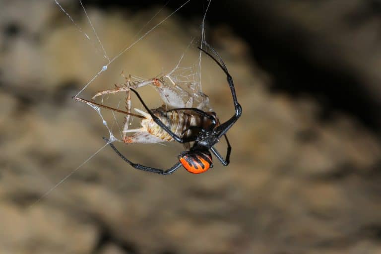 black widow spider eating an insect