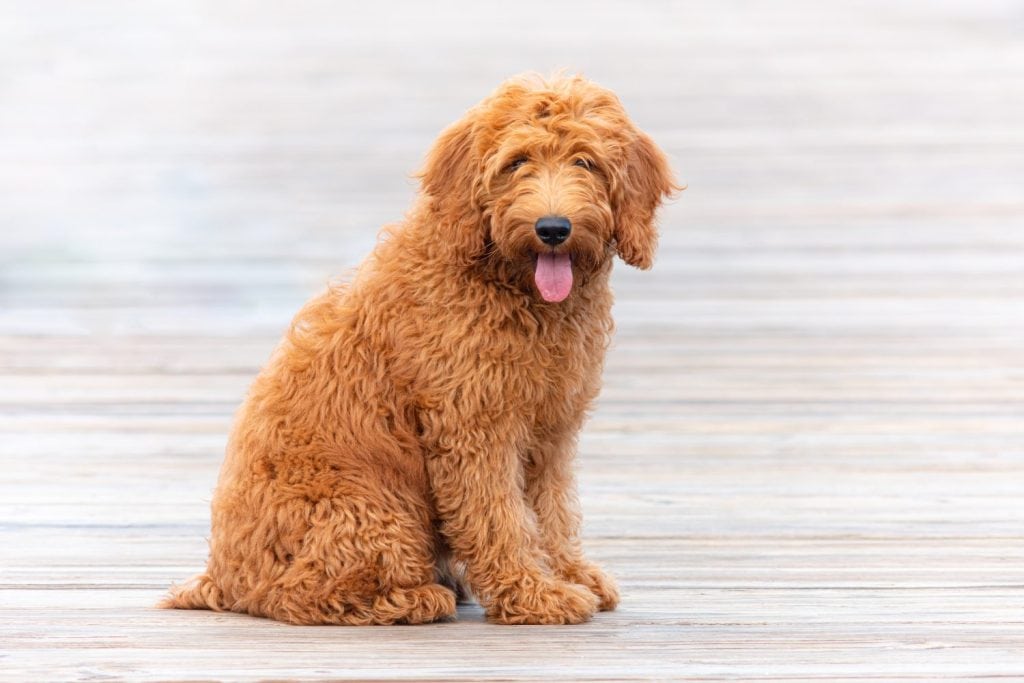 Goldendoodle puppy on pier in Florida 4 month old cute dog