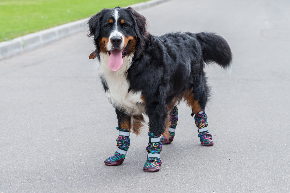 One large Bernese Mountain dog stands on a sunny day on the gray asphalt in special shoes for dogs
