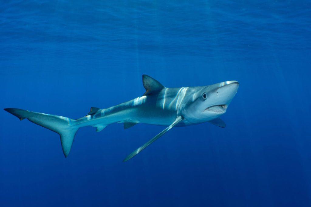 Blue shark at the Azores