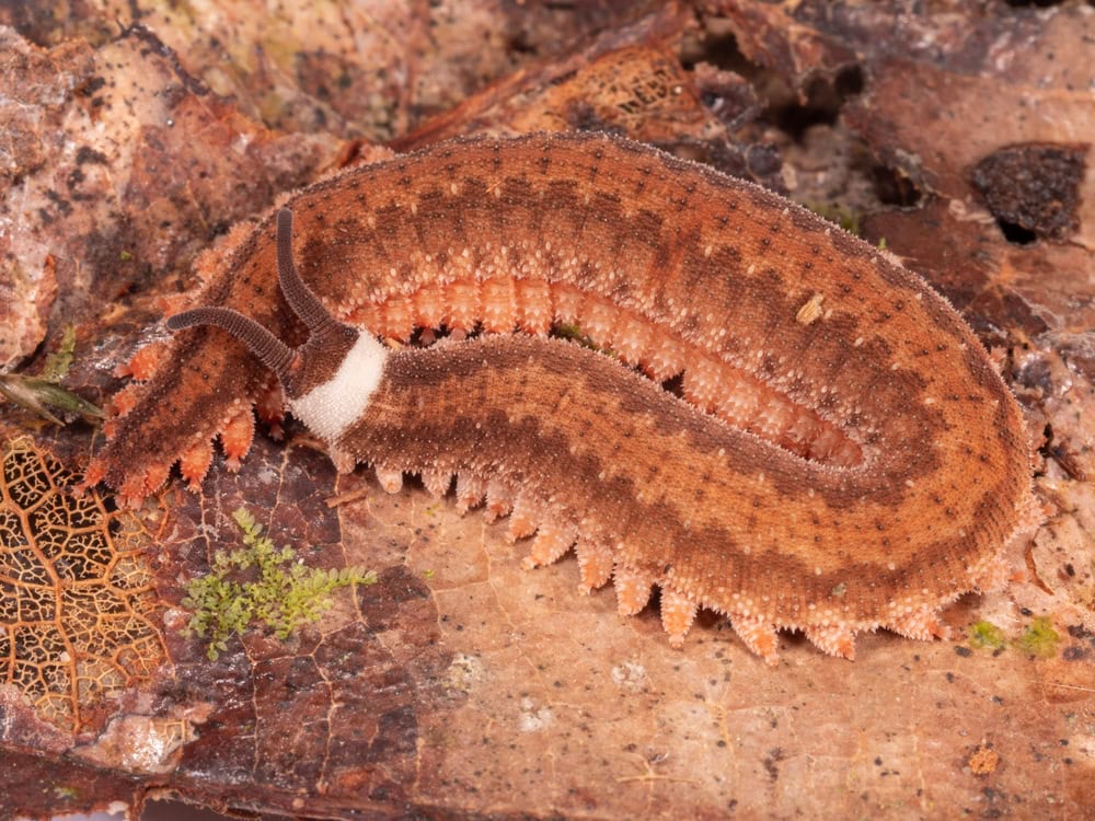 Peripatus or Velvet Worm in the rainforest understory vegetation at night, Morona SAntiago province, Ecuador