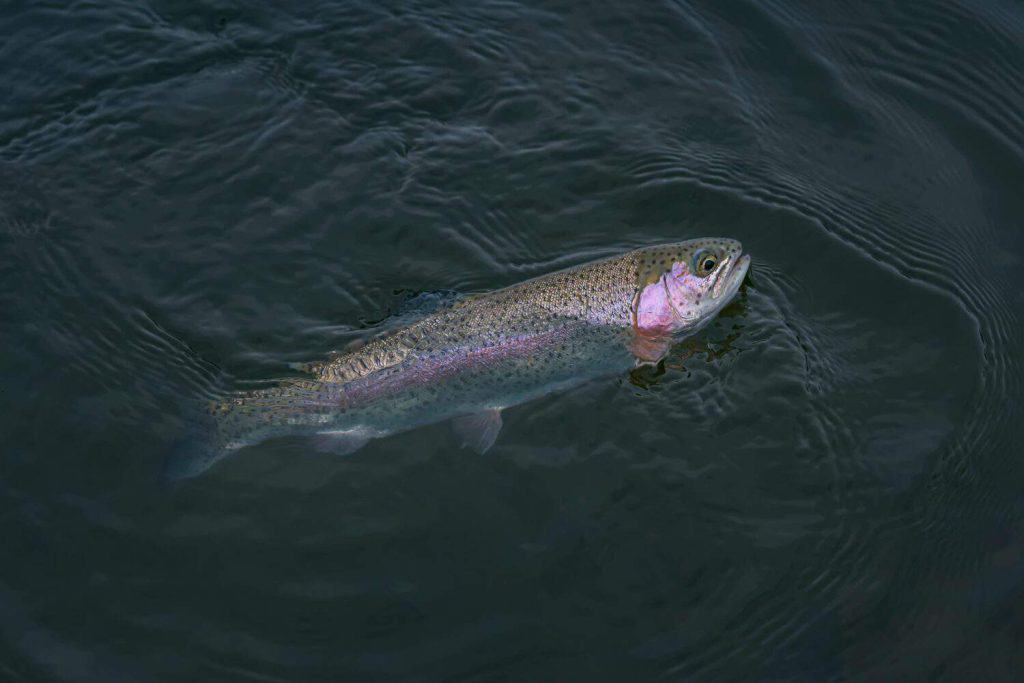 Area trout fishing. Caught rainbow trout fish in water on hook