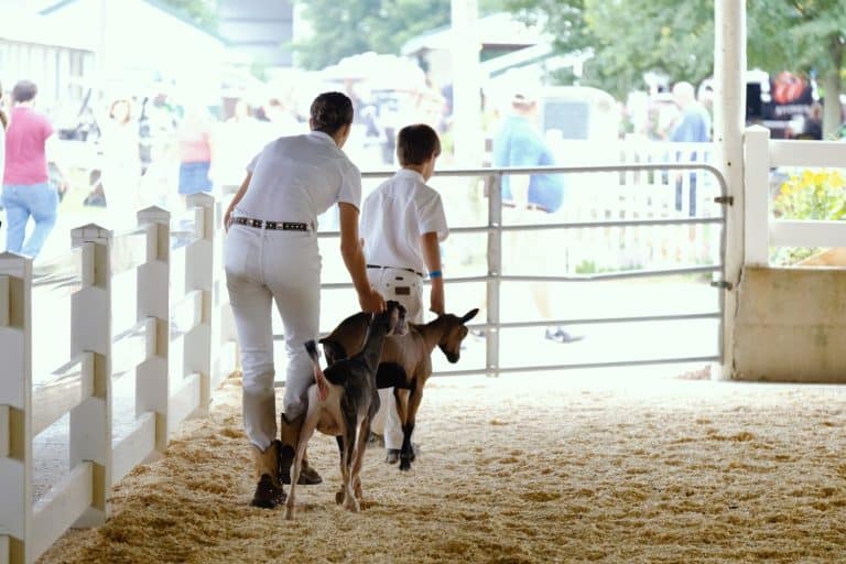 Goat show at county fair showing rural lifestyle event.