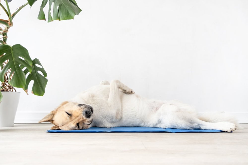 Pet care. Cute relaxed mixed breed dog lying on cool mat in hot day , white wall background, summer heat. Copy space