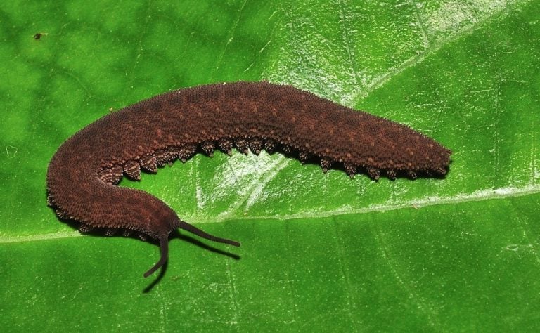 Onychophora, velvet worm perched on a green leaf, its dark brown color can be seen, with a strip of dark spots on the back of the body, as well as the legs with white endings.
