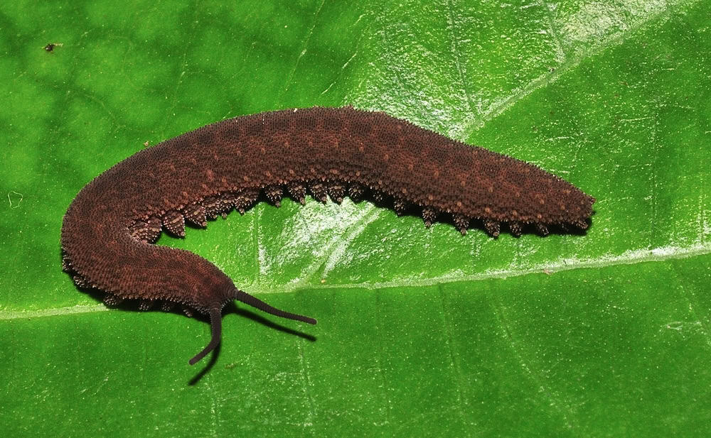 Onychophora, velvet worm perched on a green leaf, its dark brown color can be seen, with a strip of dark spots on the back of the body, as well as the legs with white endings.