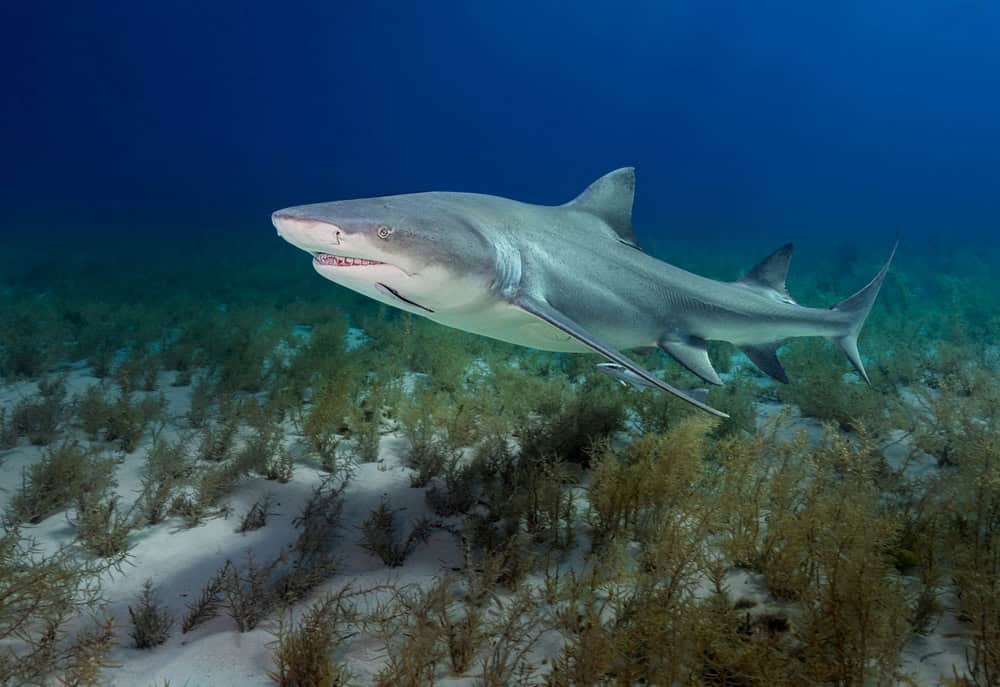 Meet the 'Zombie Sharks' That Are Found in Beaches Across Florida - A-Z ...