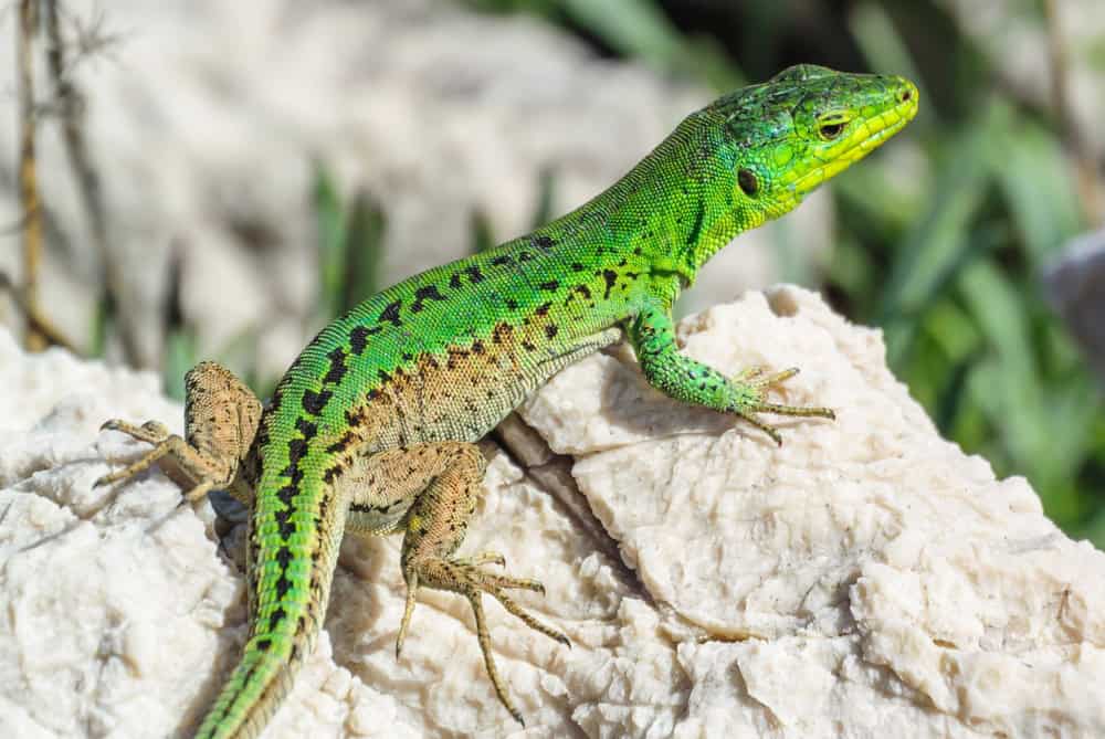 silo, croatia, 30 april 2024, male Italian wall lizard or ruin lizard, Podarcis siculus