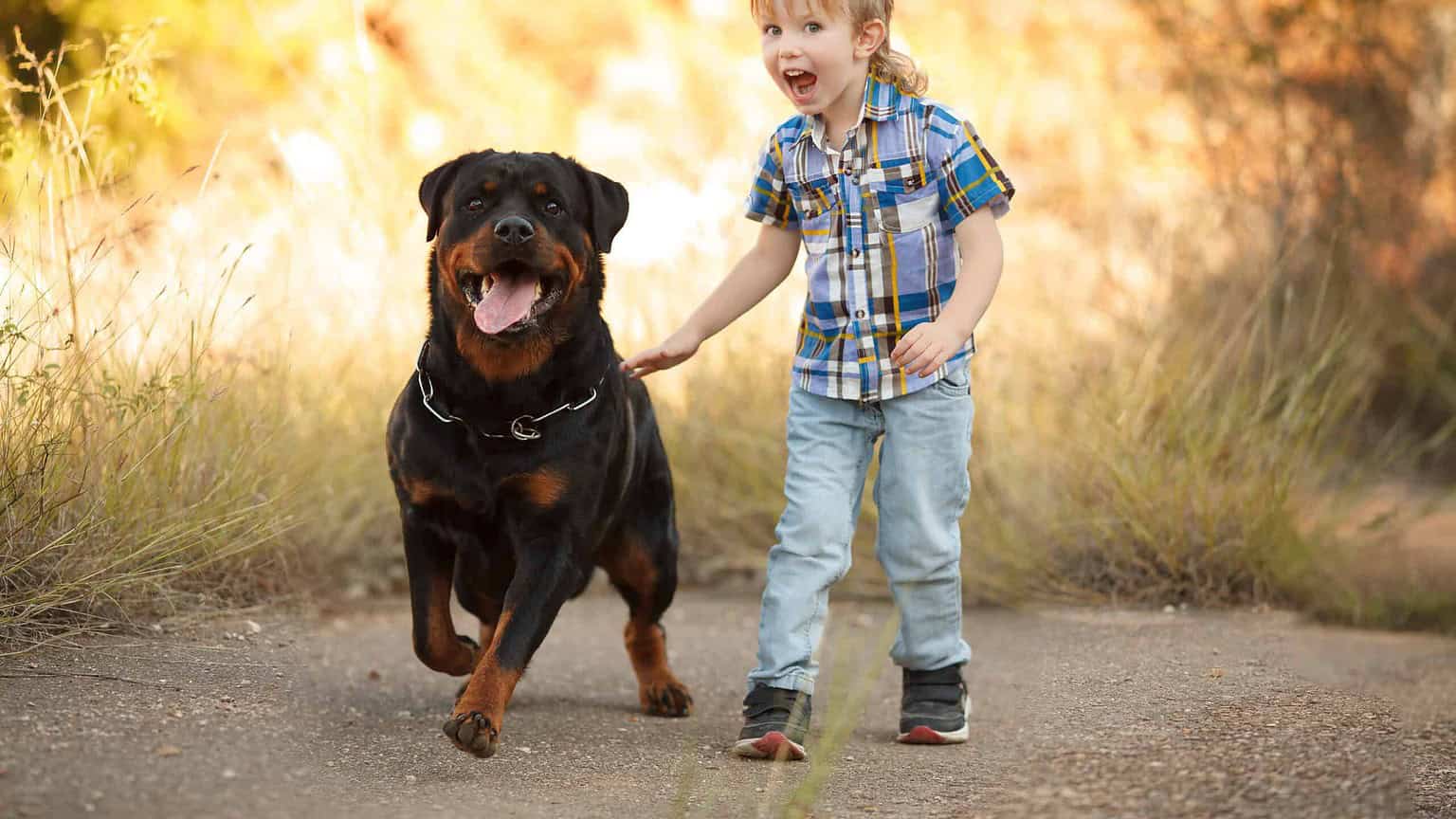 Smart Rottweiler The Smartest Dog Breeds, According to Scientific Research - A-Z Animals