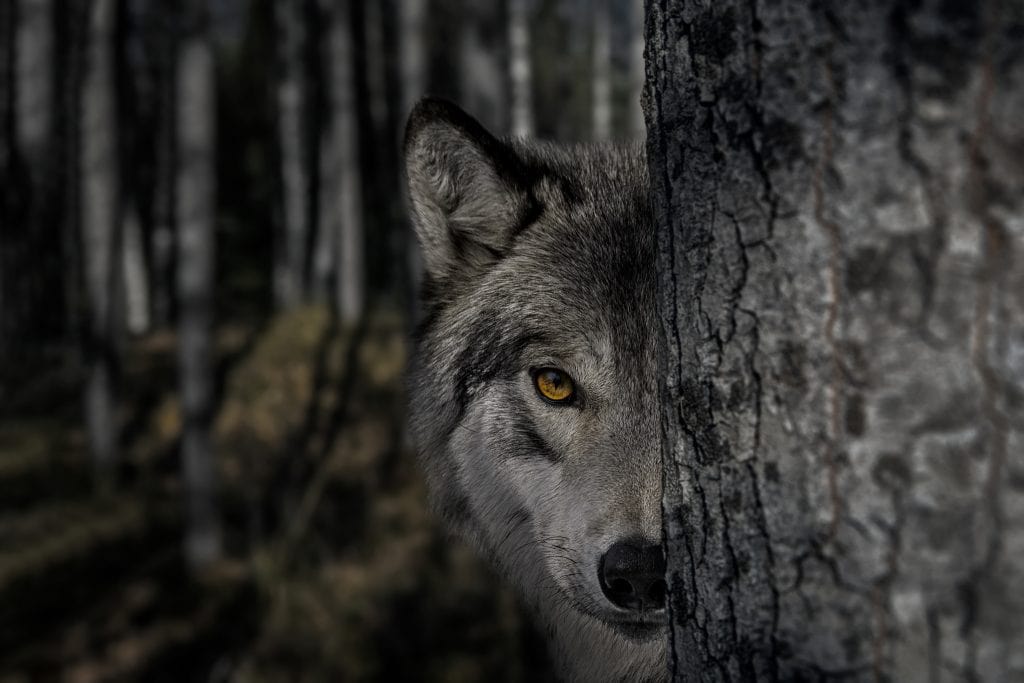 Adult wolf peeps out from behind a tree trunk in a dark forest. Half of the face is visible, the formidable gaze of the leader of the pack, blurred background, selective focus