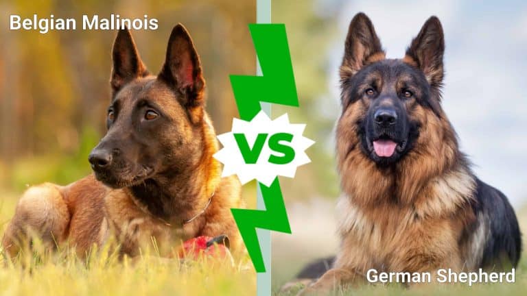 Belgian malinois vs German shepherd