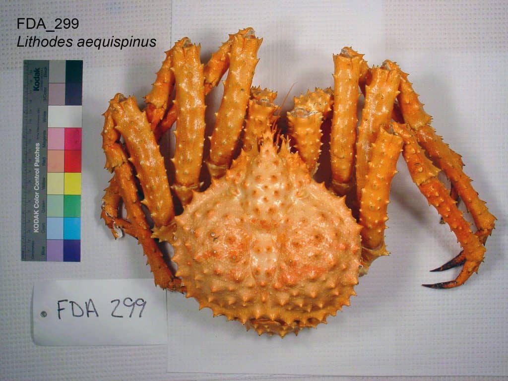 Golden king crab
