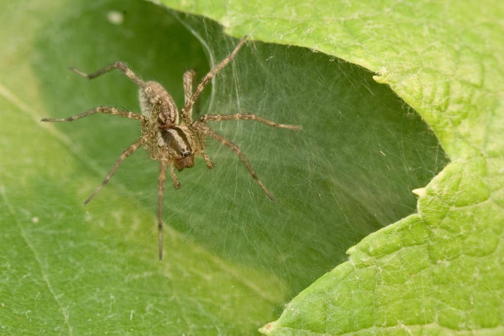 grass spider