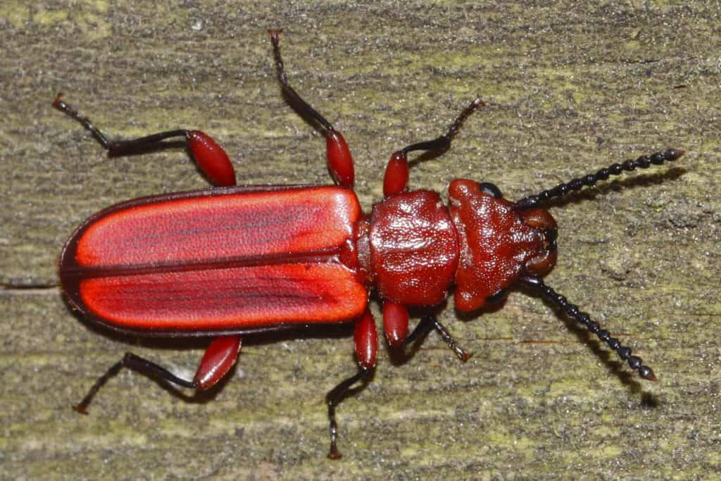 Red flat bark beetle