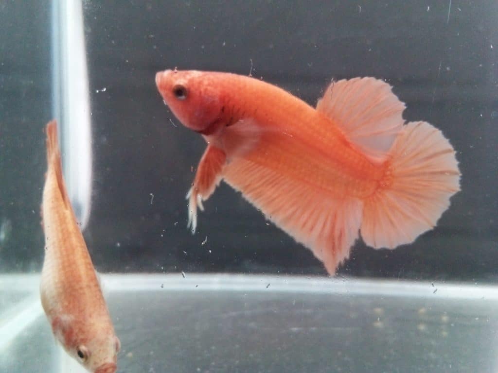 Super orange betta