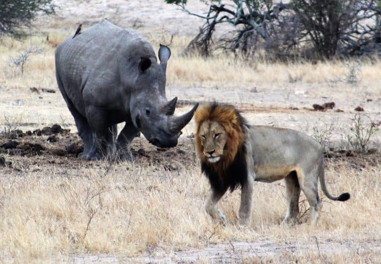 Big five, male lion and Rhino, Kruger National Park, South Africa