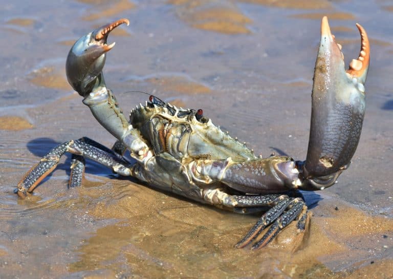 Big blue mud crab with red eyes, holding its claws in the air in a defencive pose. The crab is standing in shallow water in the sand on a beach.